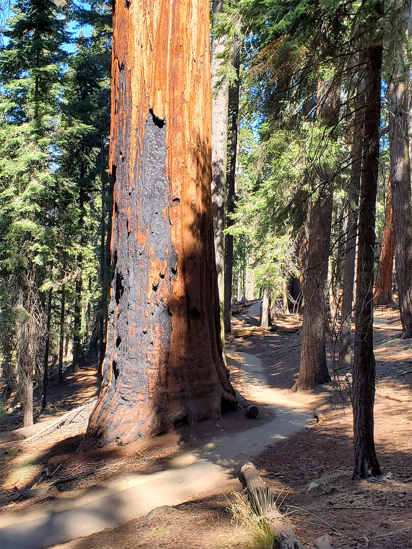 Sequoia by the path