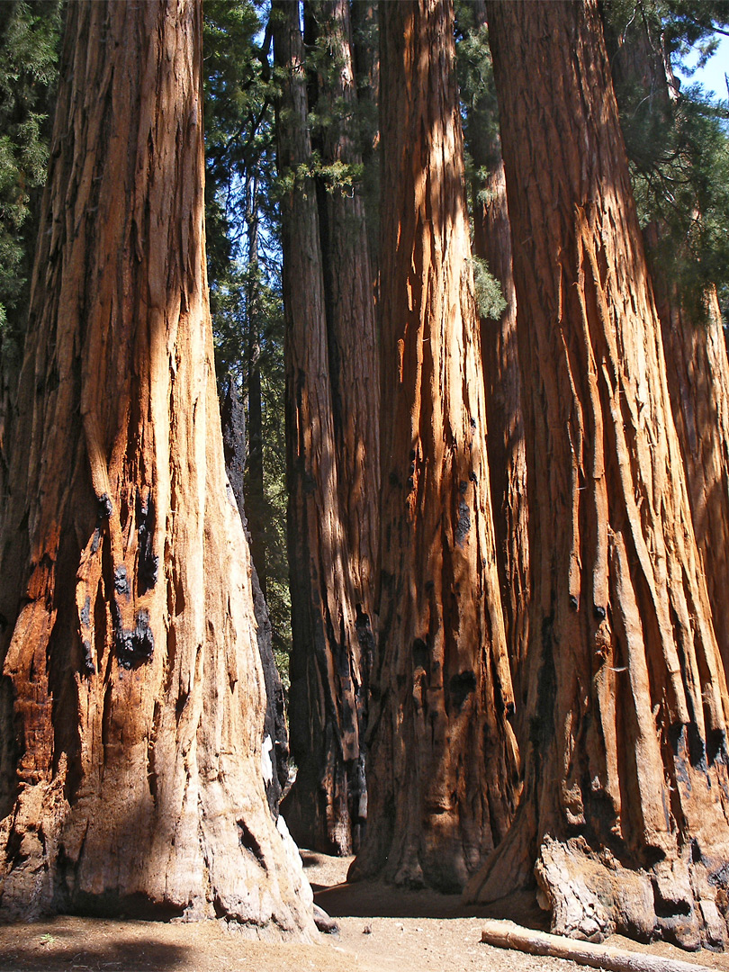 Tree trunks in the Senate Group