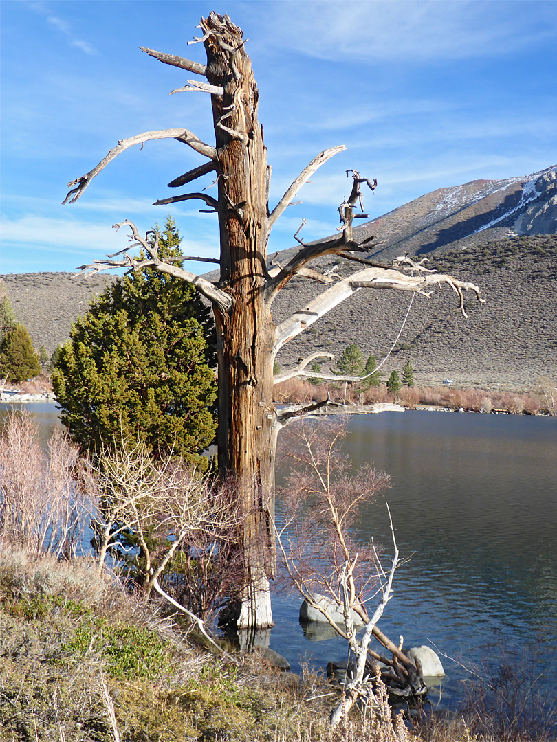 Dead tree