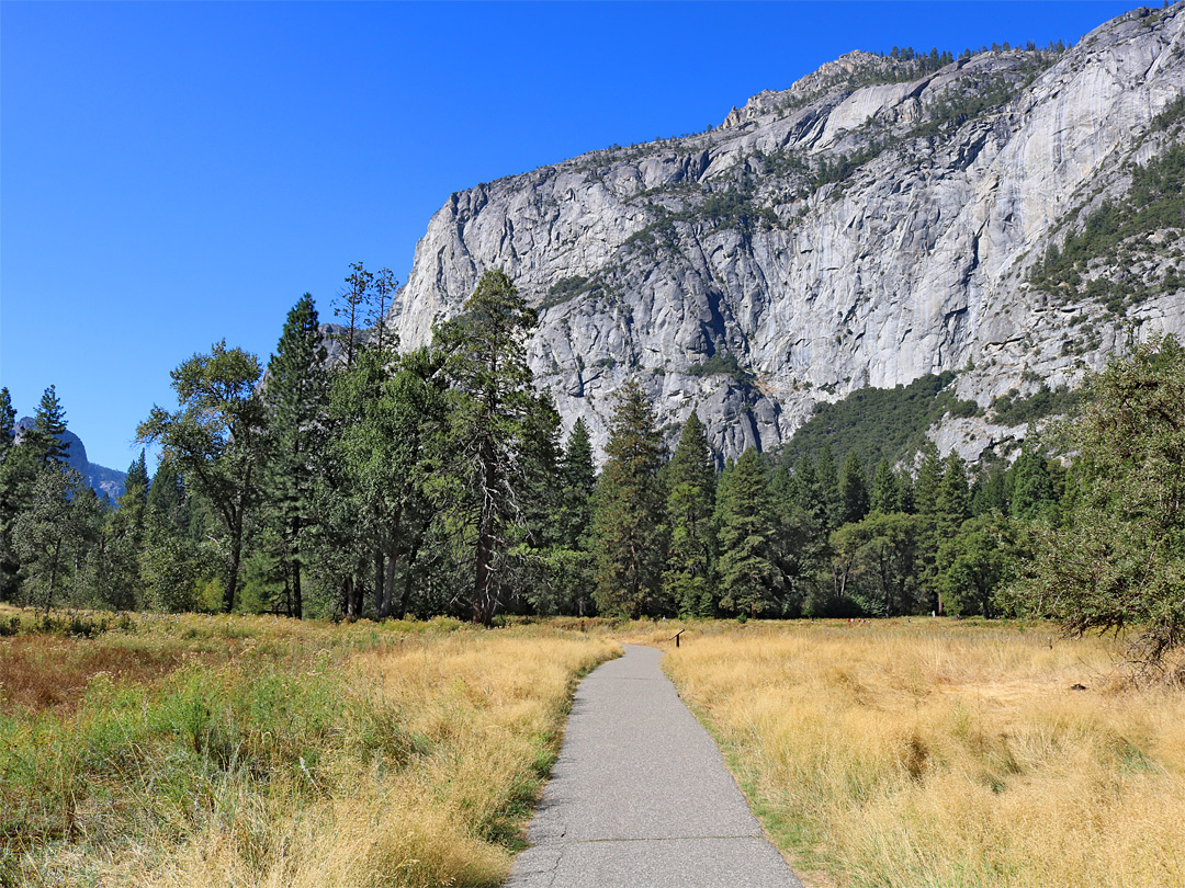 Path across the meadow