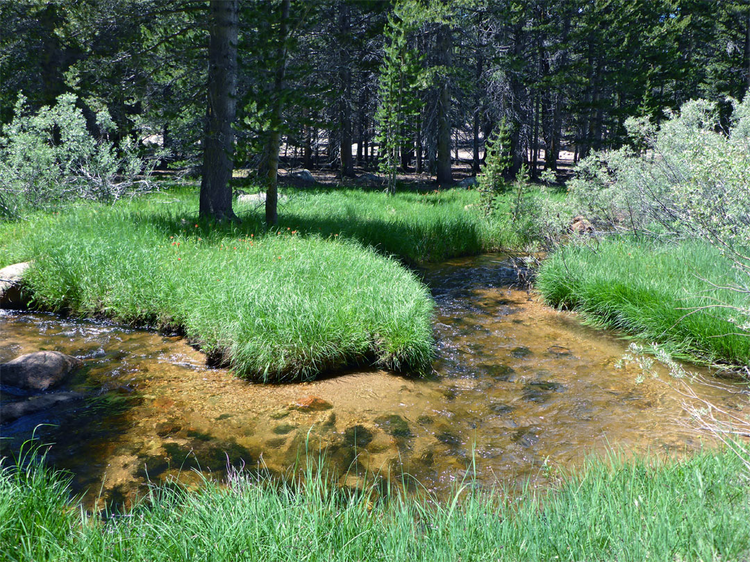 Cottonwood Creek