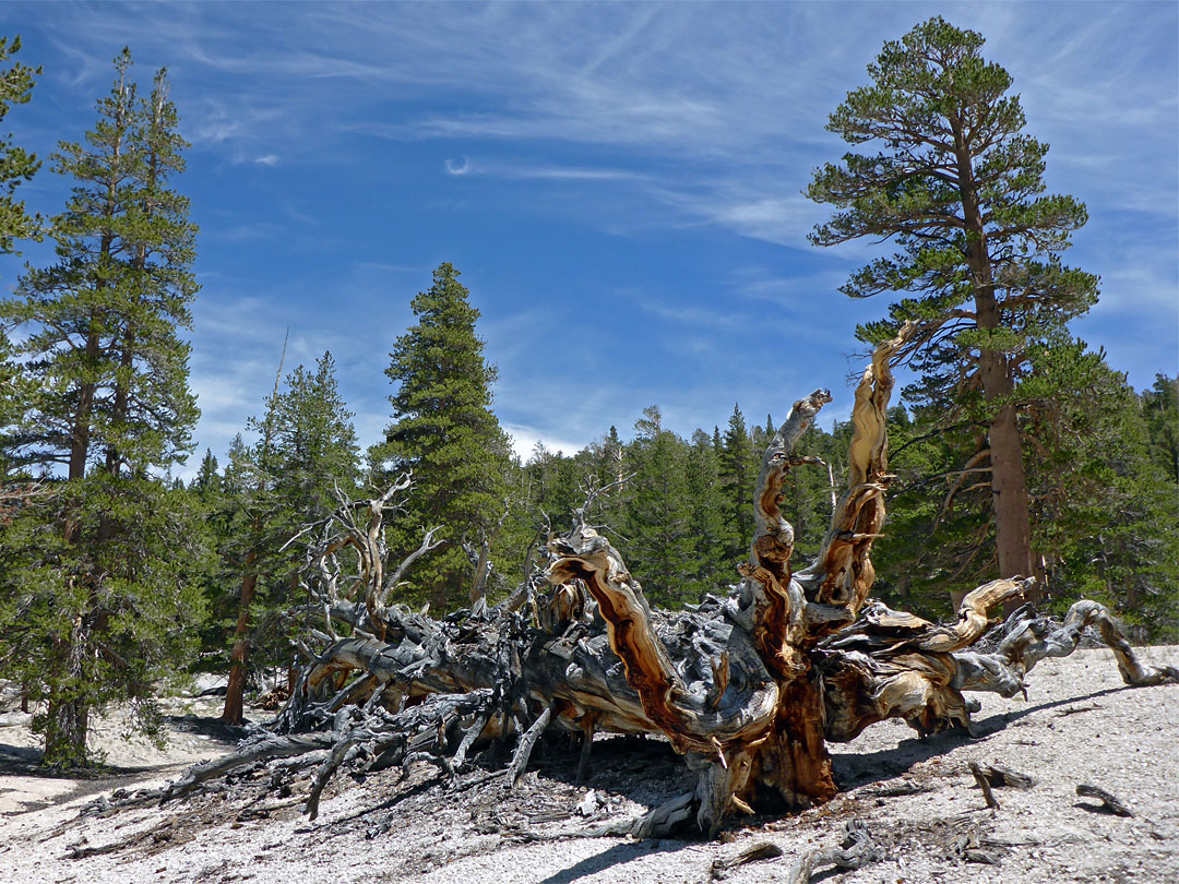 Fallen pine