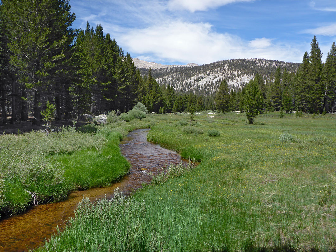 Creekside meadow