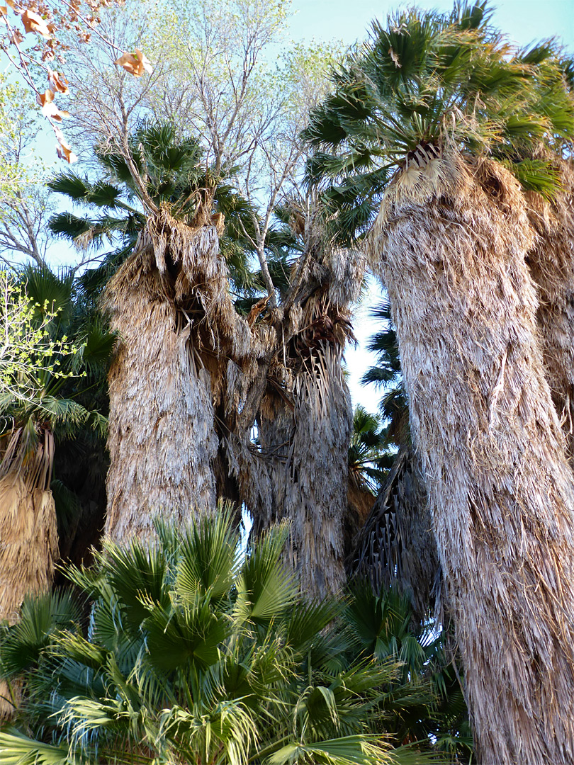 Cottonwood Springs Oasis