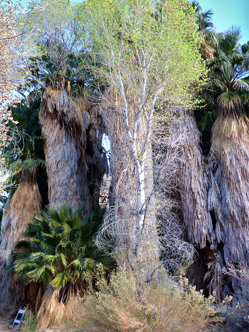 Dense group of palms