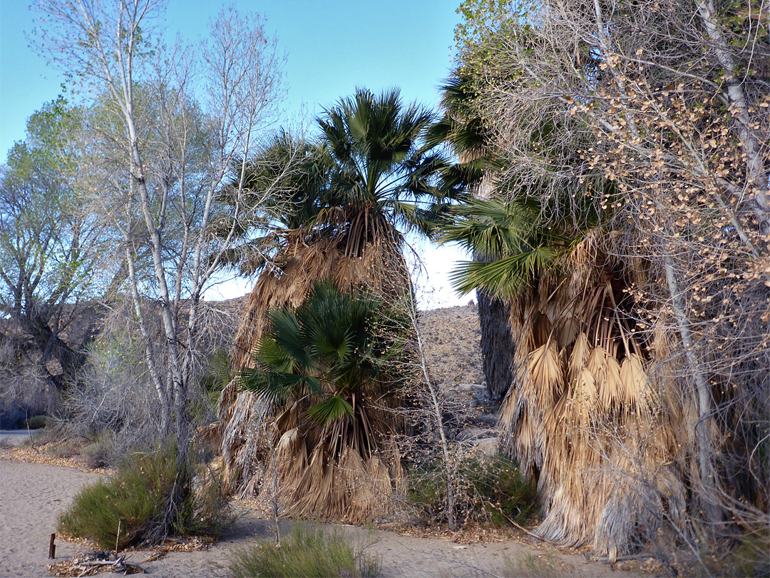Trees and palms