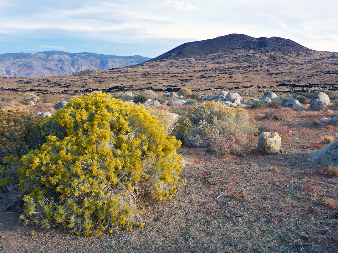 Rabbitbrush