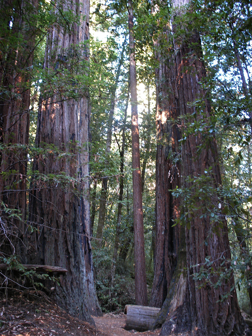 Creeping Forest Trail