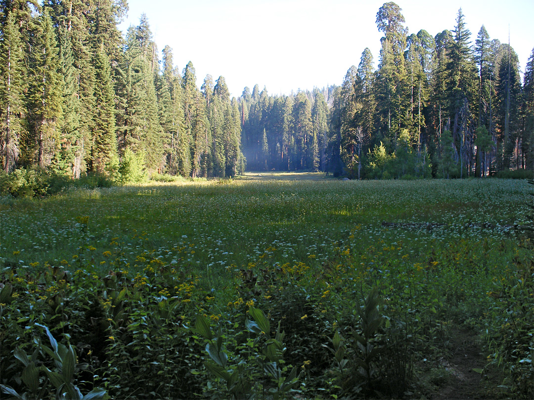 Crescent Meadow