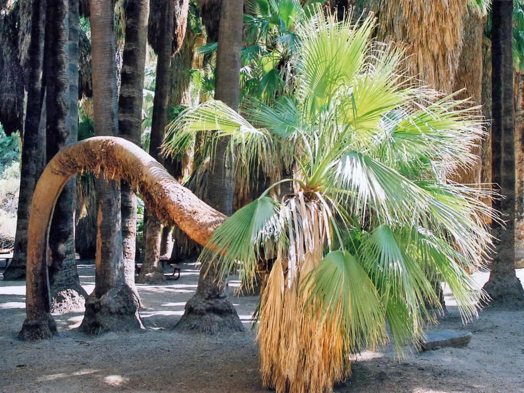 Curly palm