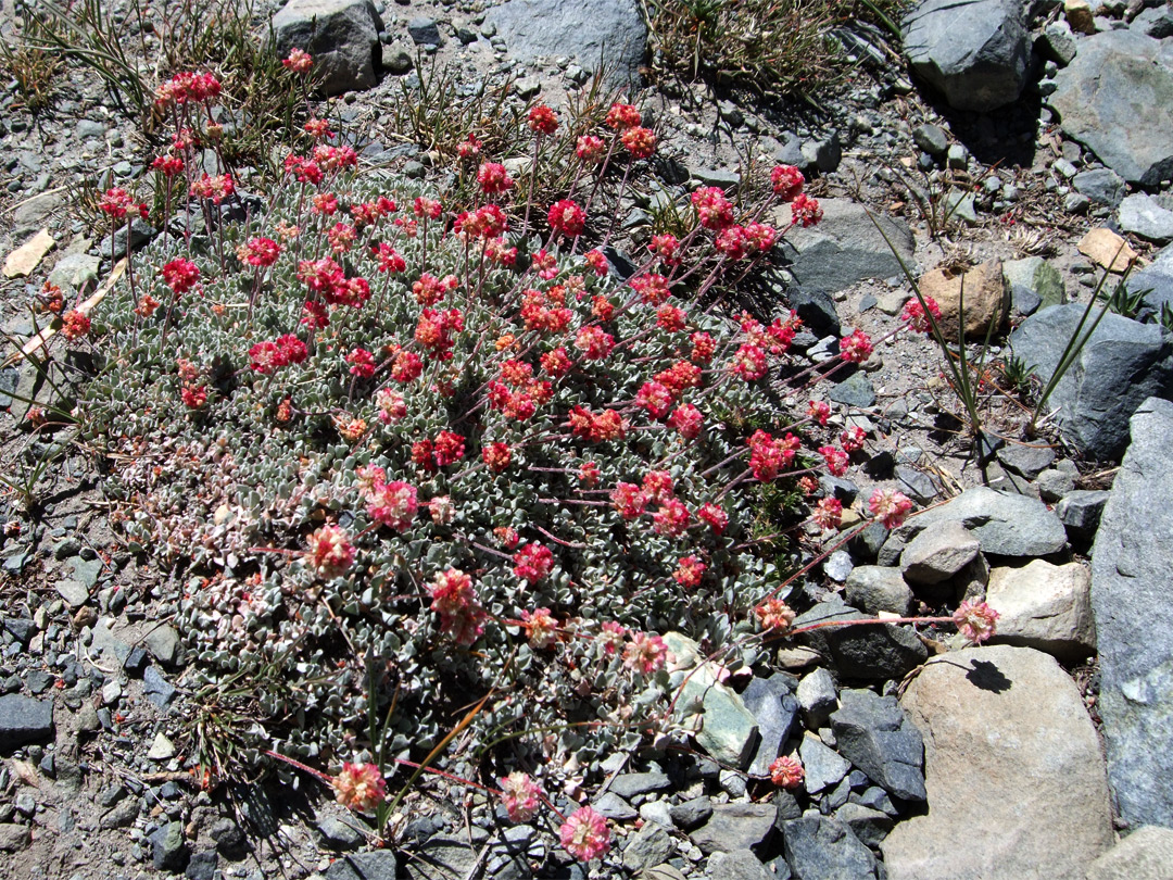 Reddish pink flowers