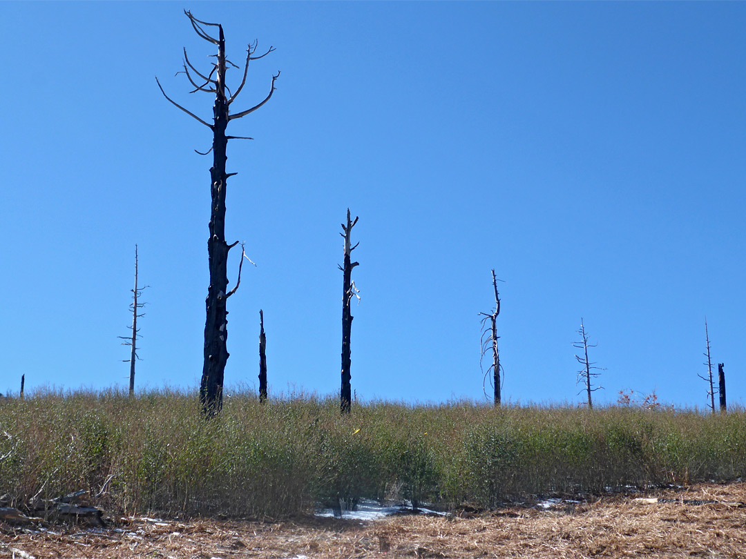 Burnt trees