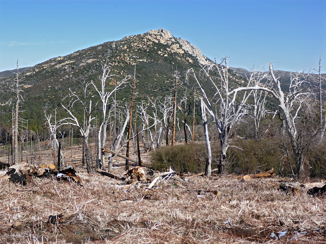 Wildfire damage