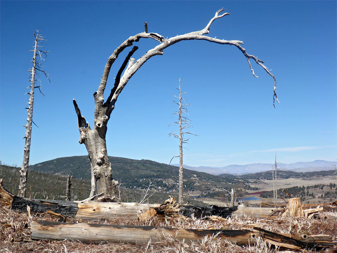 Curving dead tree