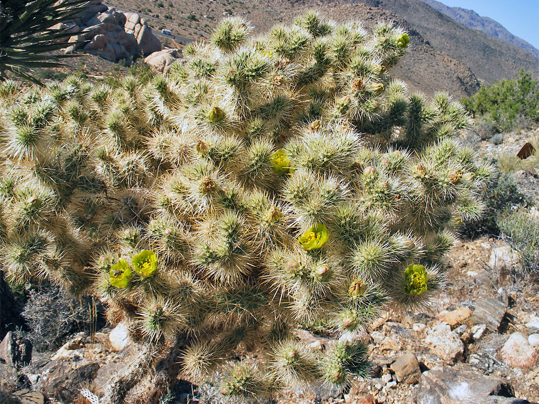 Cylindropuntia echinocarpa