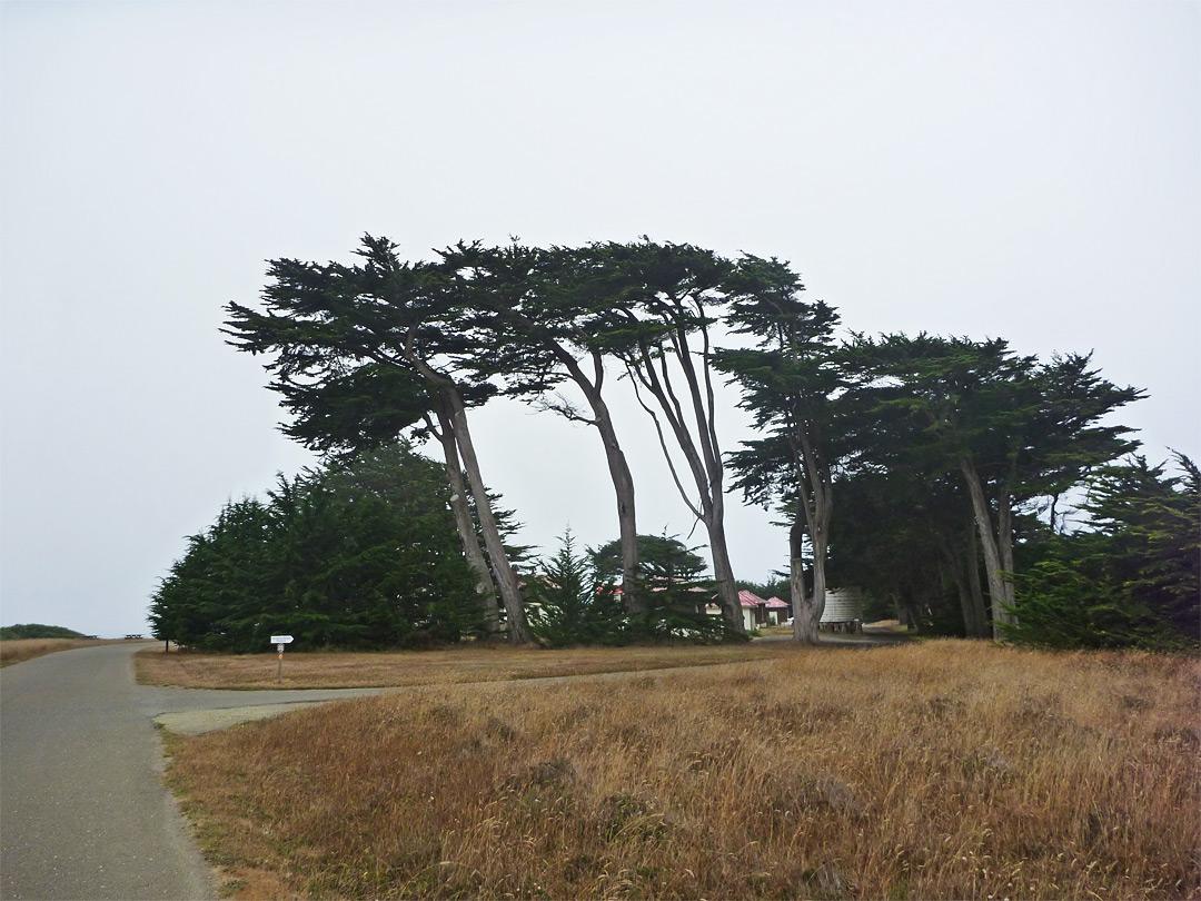 Cyress trees near the lighthouse 