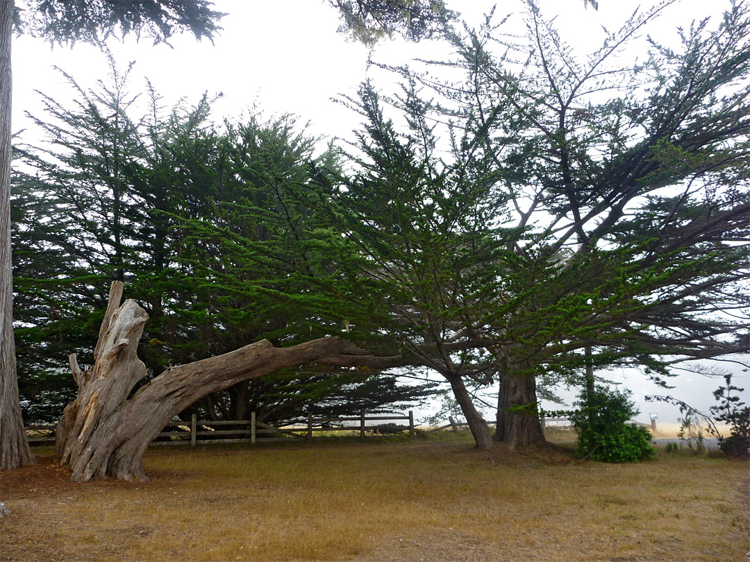 Trees at the parking lot