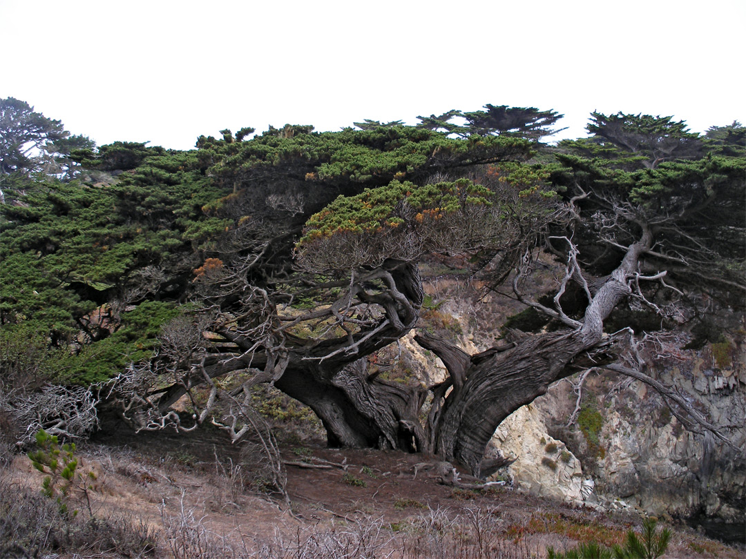Aged cypress tree