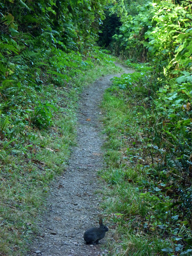 Rabbit on the trail