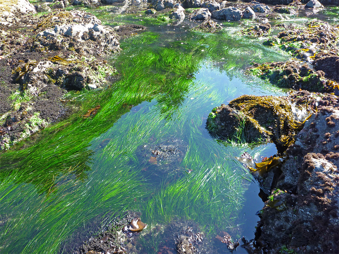 Green seaweed