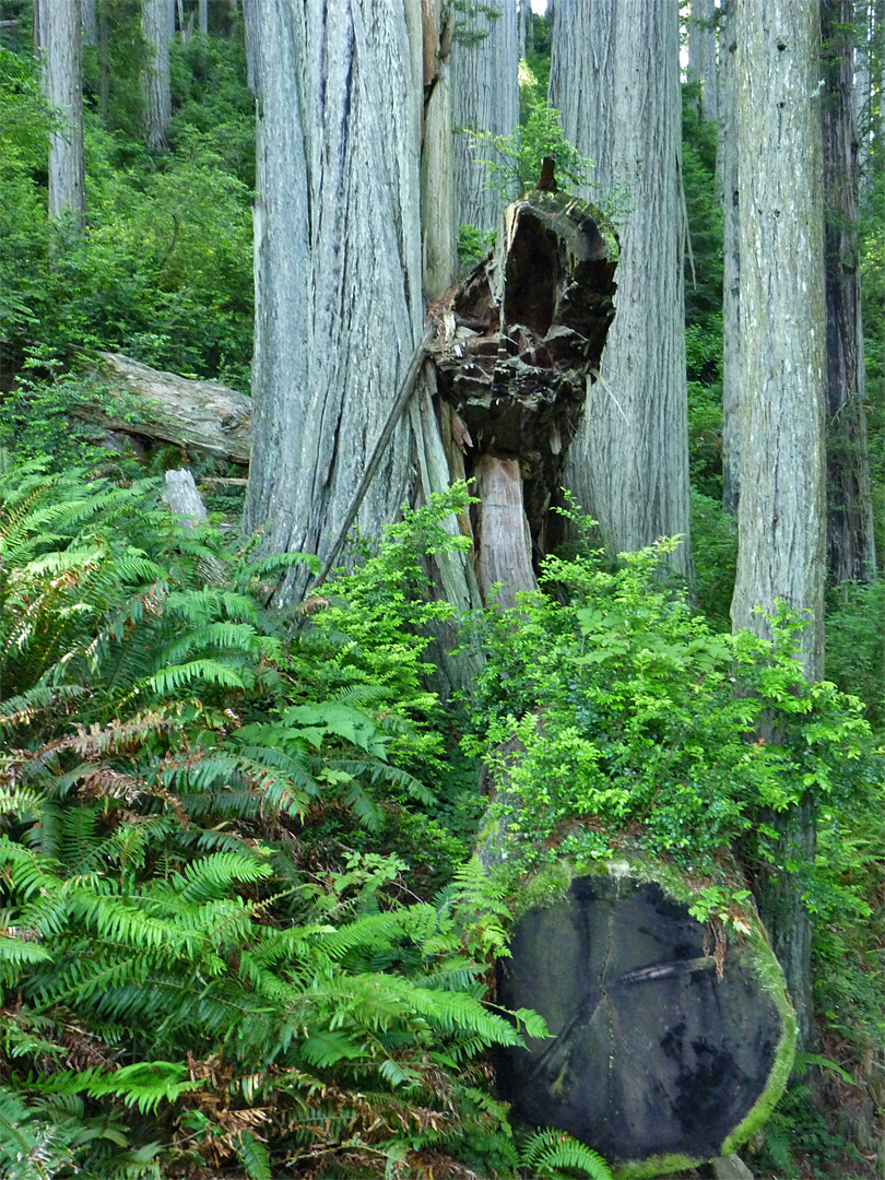 Closely spaced trees