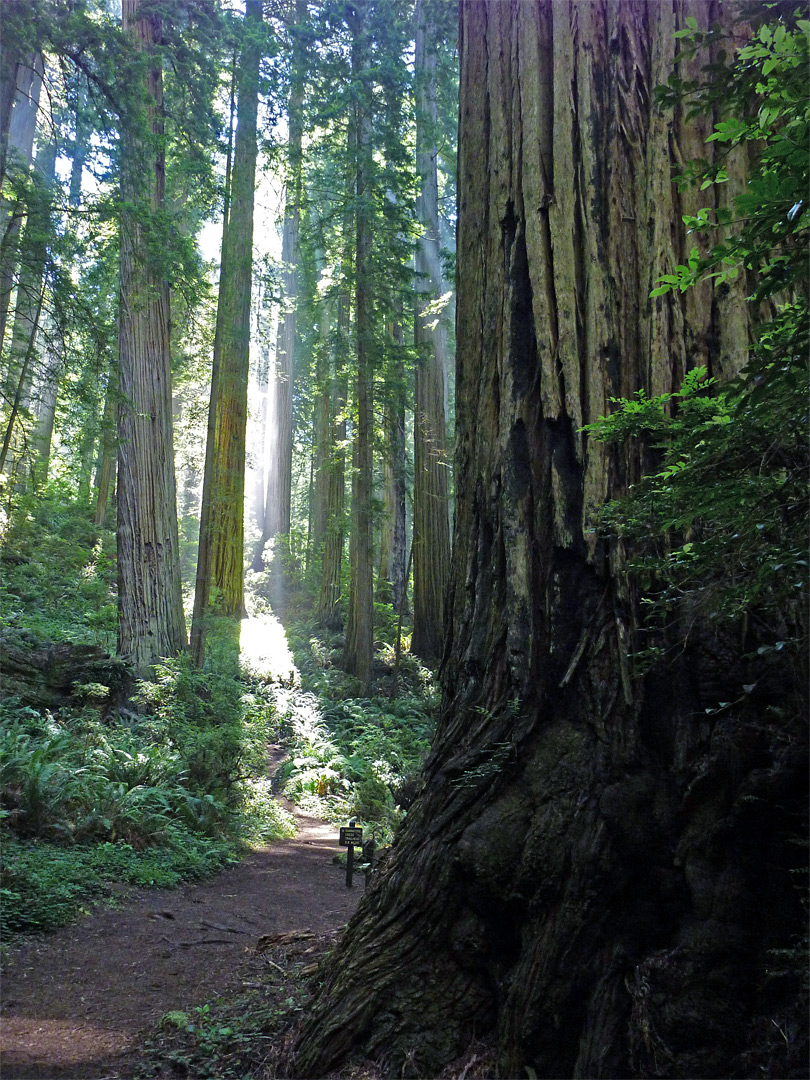 Coastal Trail junction