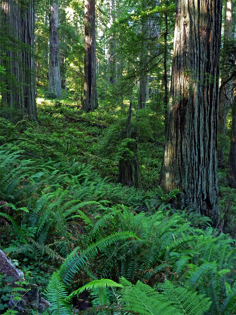 Ferns