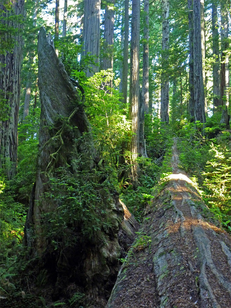 Fallen tree