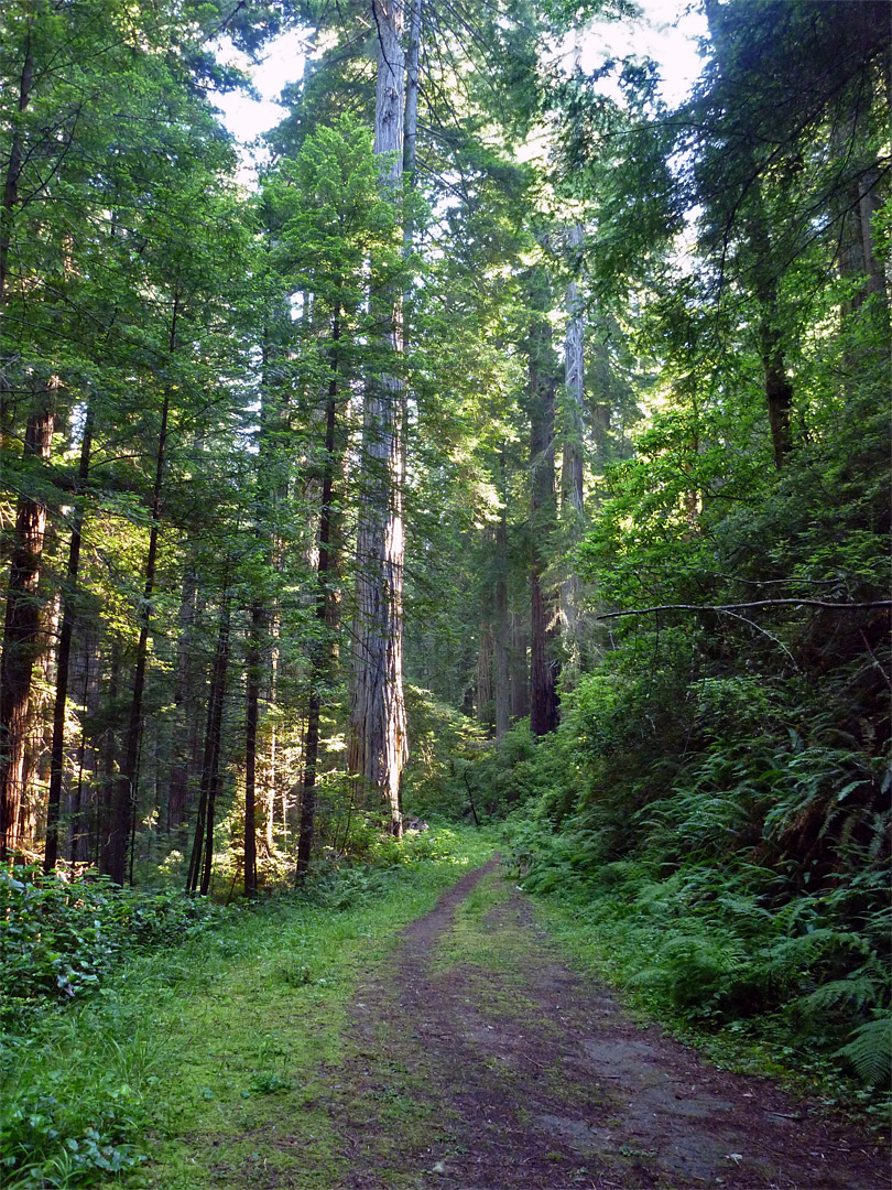 Coastal Trail