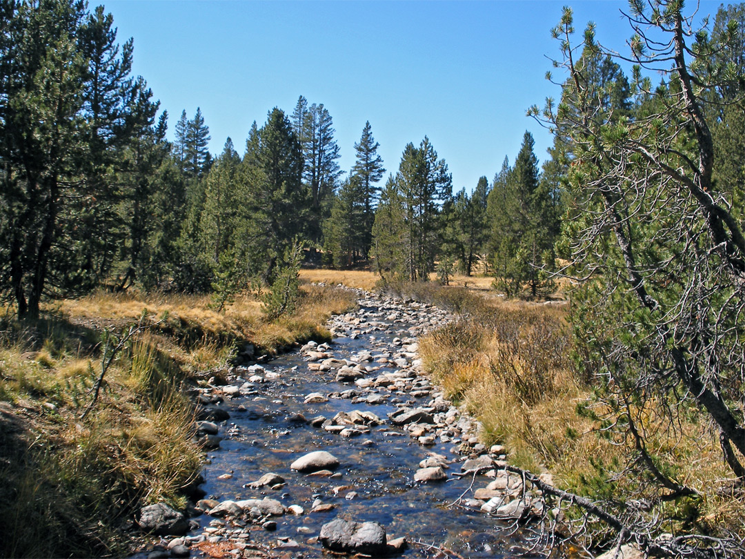 Stream through Dana Meadows