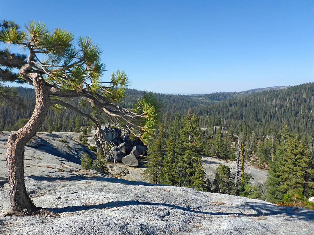 Lone tree