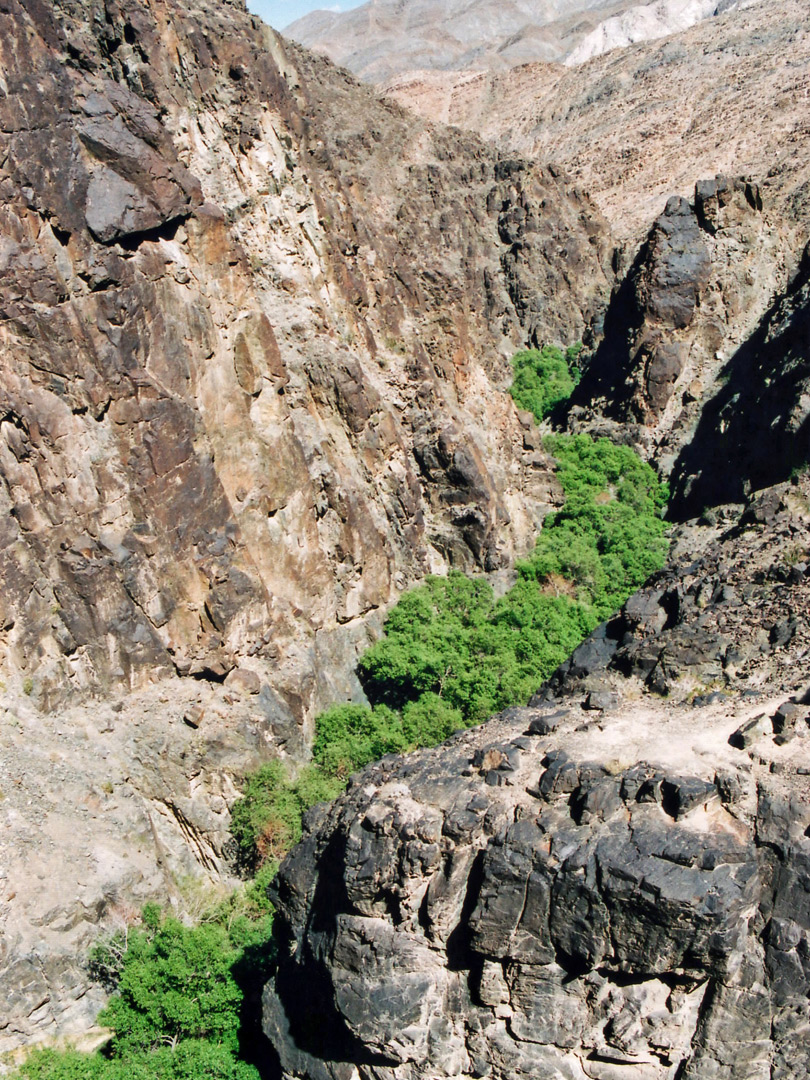 Trees in the canyon