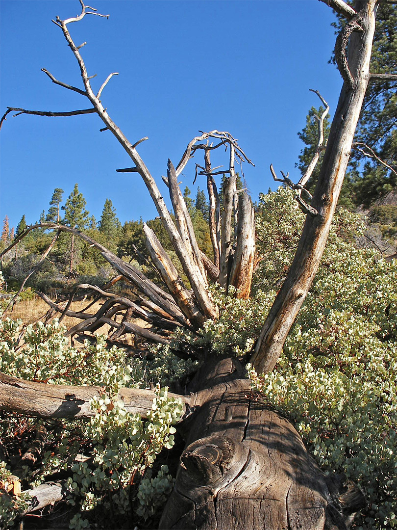 Fallen pine tree