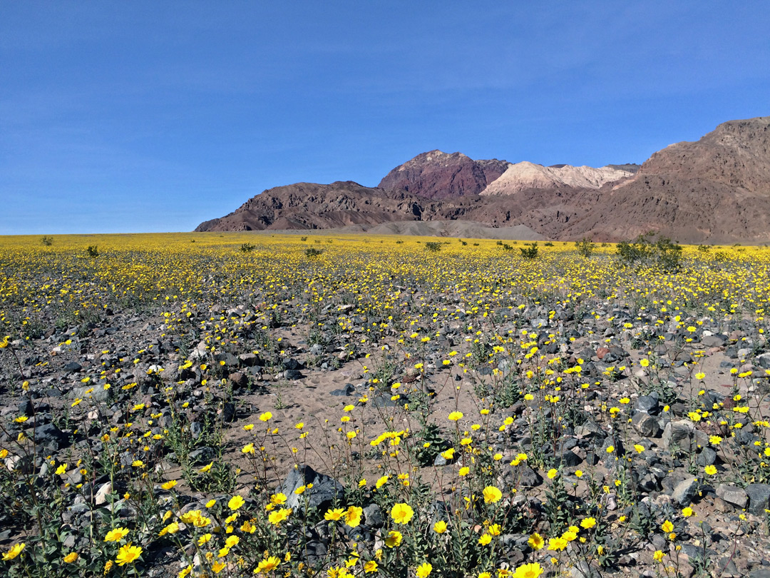 Desert sunflowers