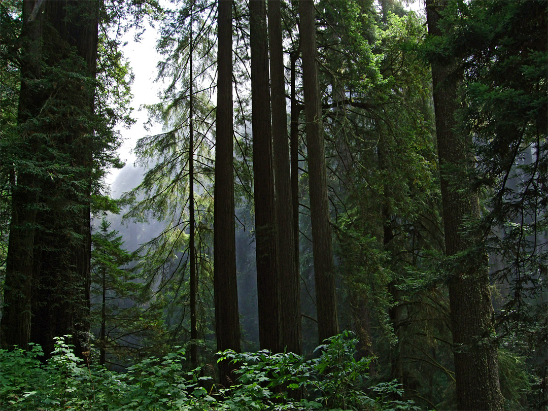 Redwoods along US 101