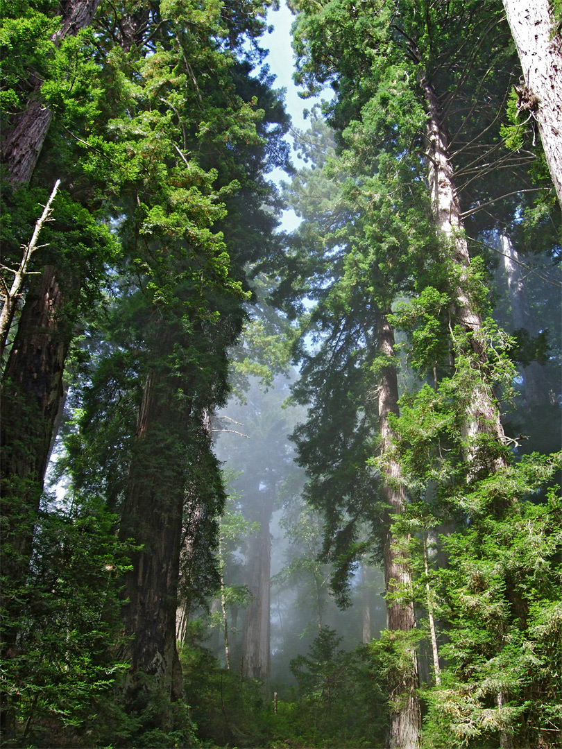 Tall redwoods