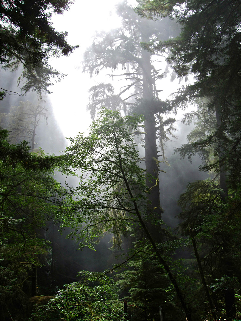 Misty trees