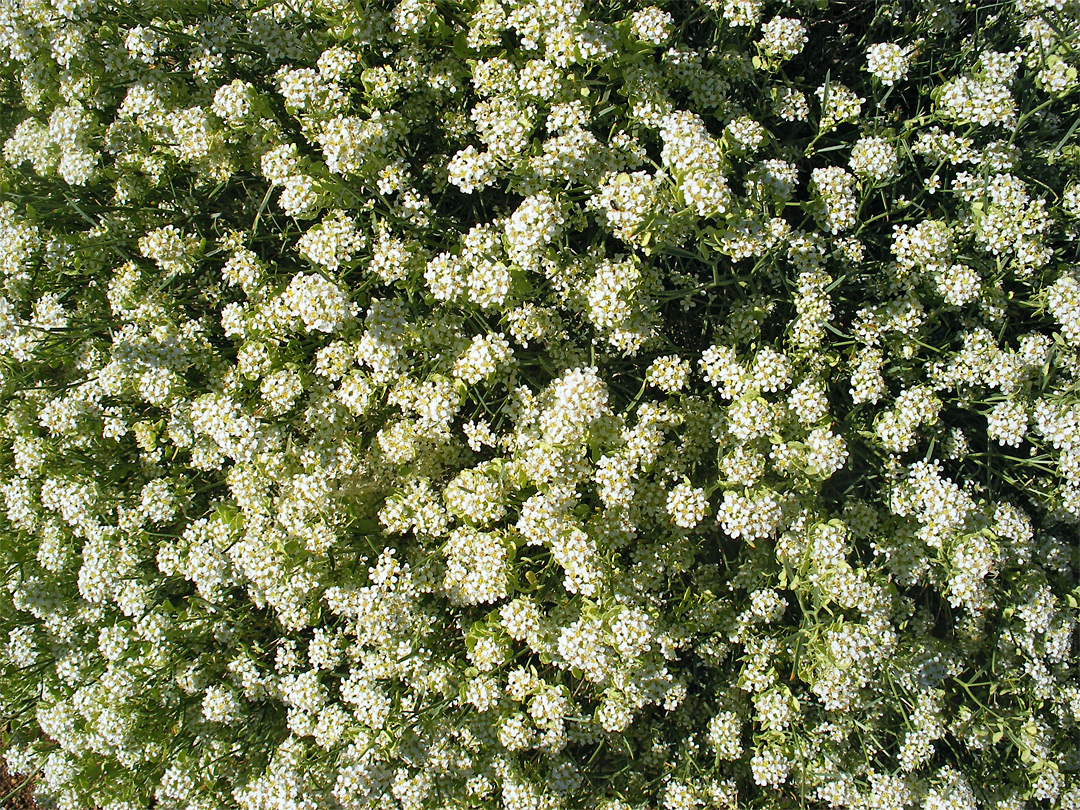 Desert alyssum