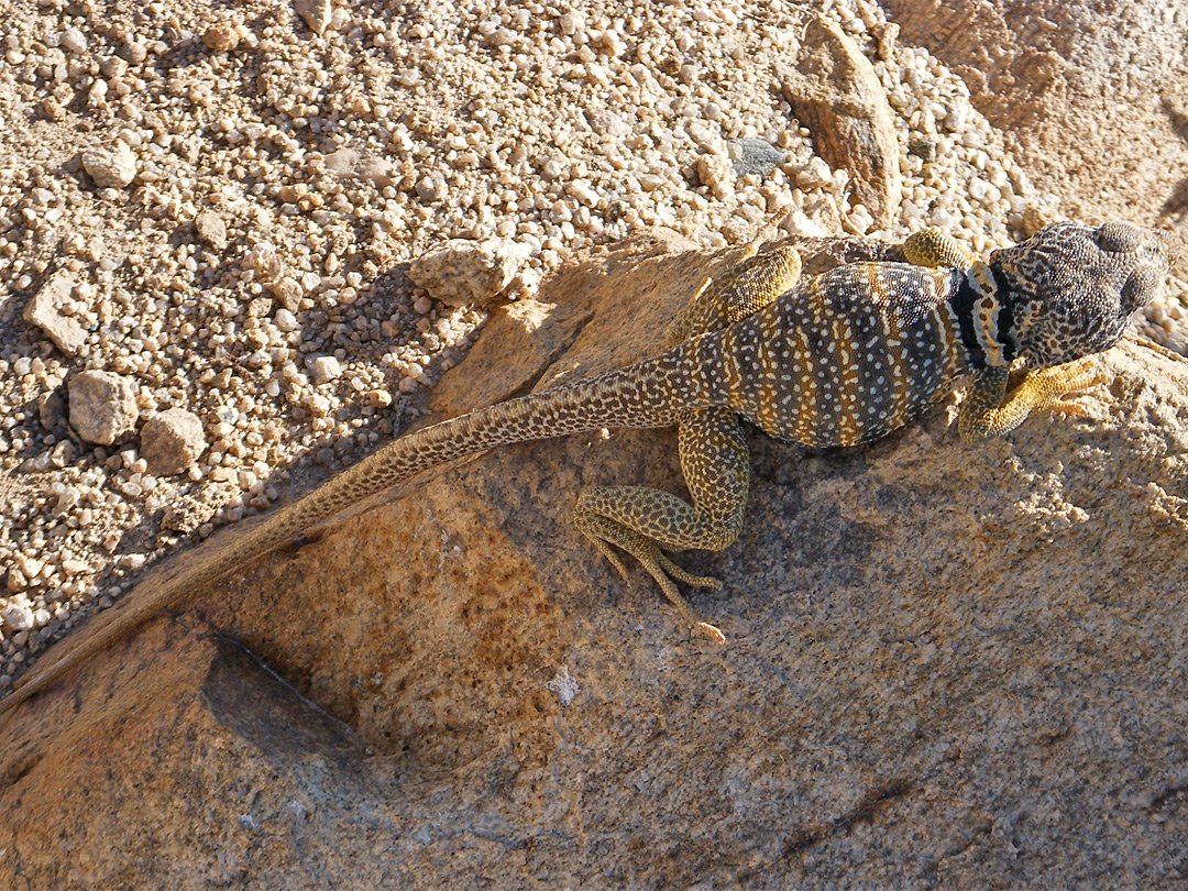 Desert collared lizard