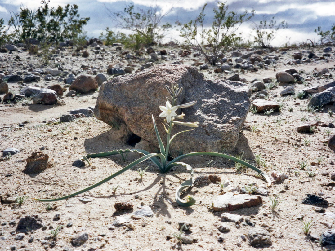 Hesperocallis undulata