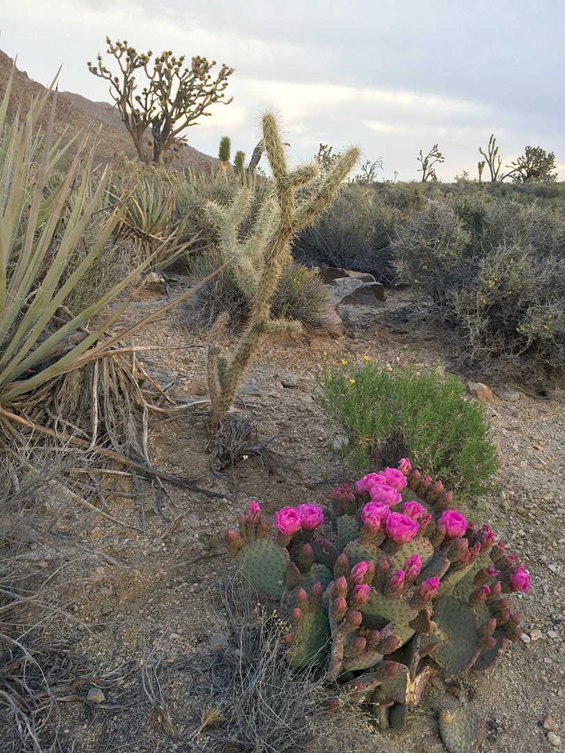 Varied plants