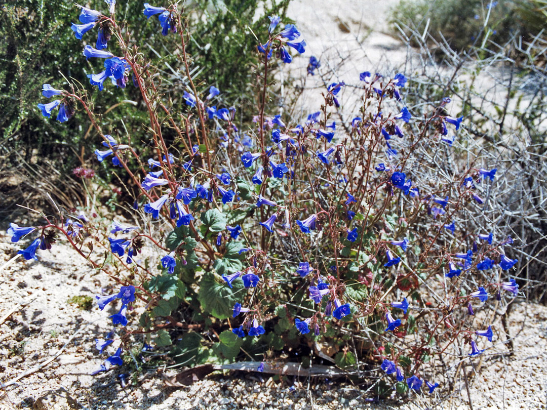 Flowers on sand