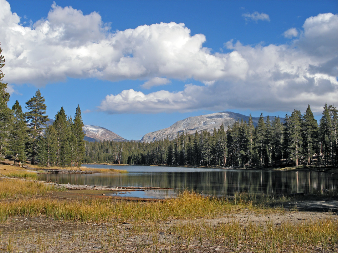 Grass by Dog Lake