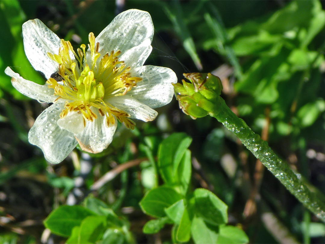 White and yellow flower