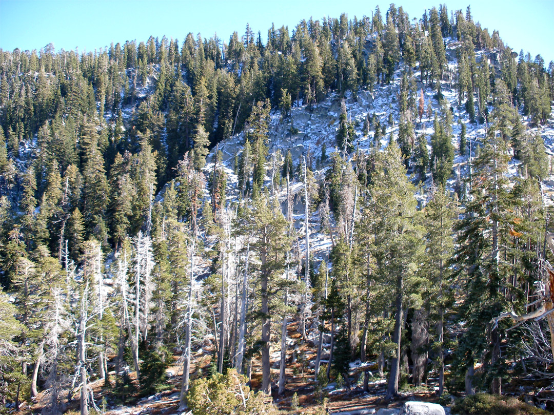 Snowy hillside