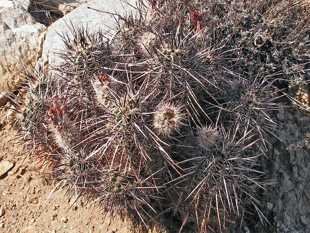 Echinocereus engelmannii