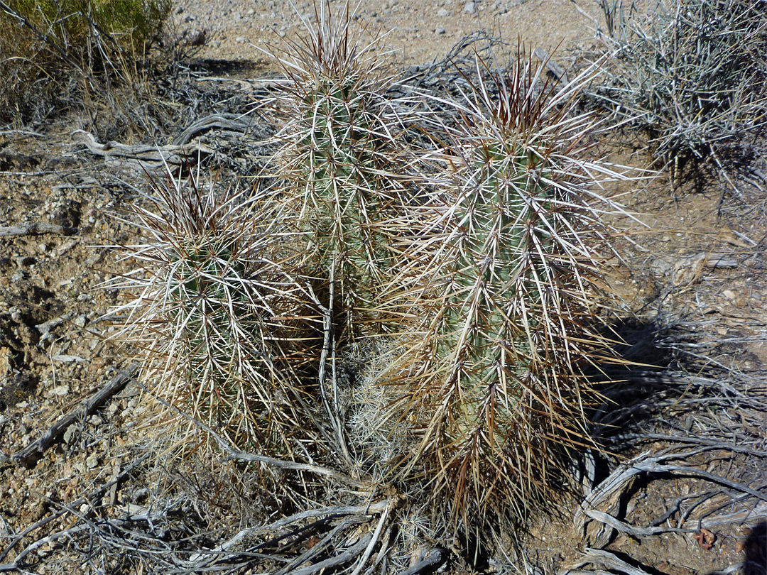 Dense spines