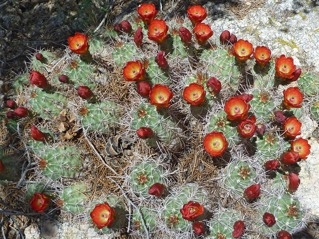 Mojave kingcup cactus