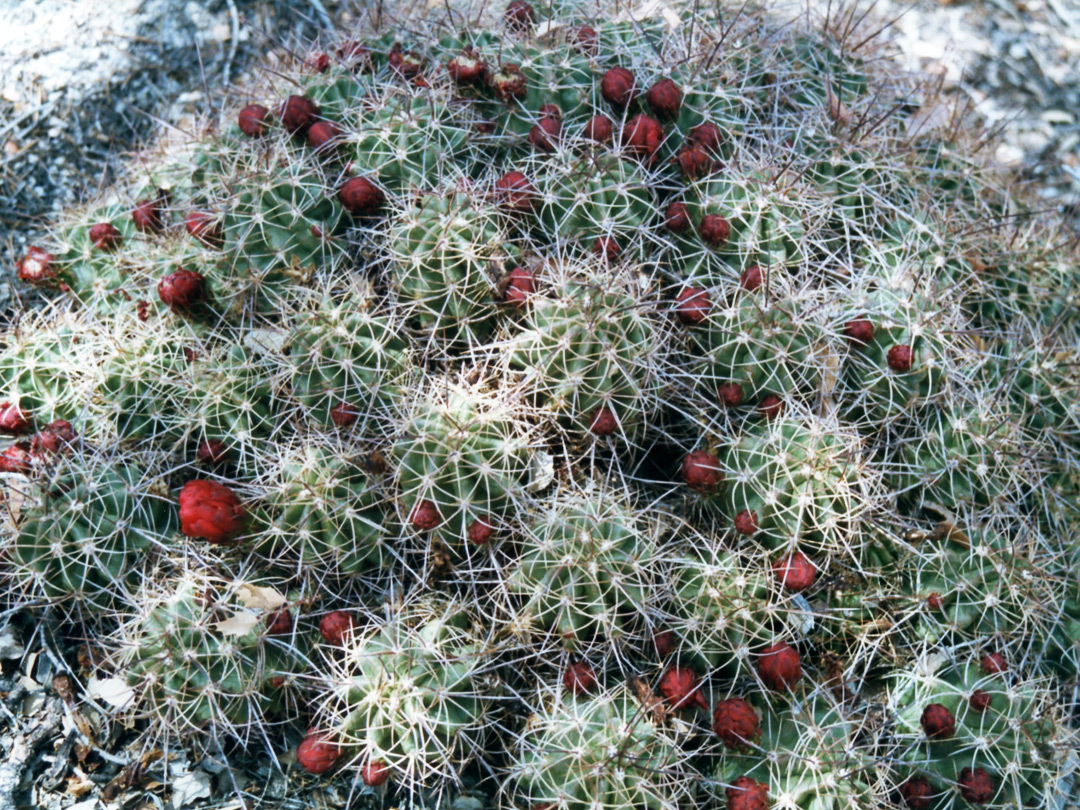 Echinocereus triglochidiatus