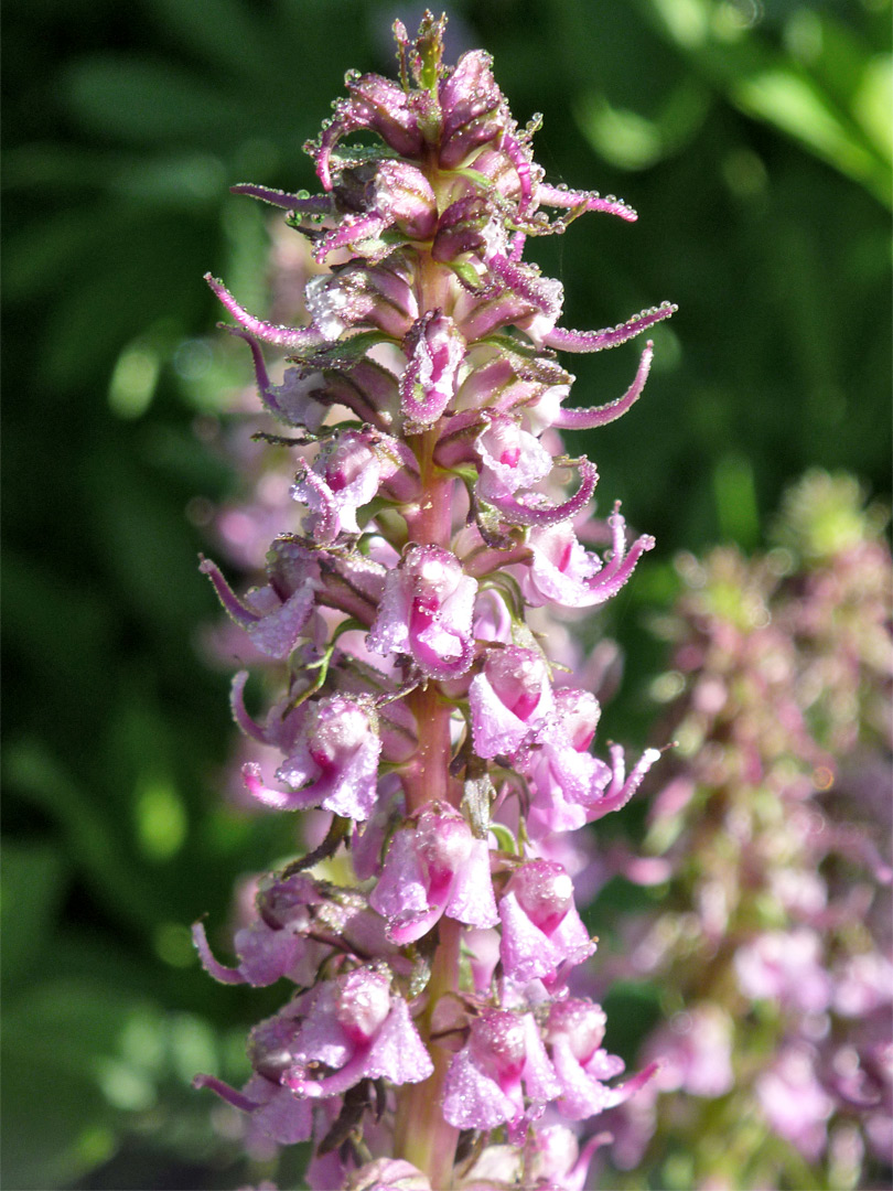 Flower cluster